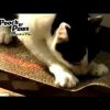 Pets JML | Scratch 'N' Play: Scratch Board With Catnip Cat Toy