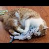 Pets JML | Flippity Fish - The Cat Toy That Flips, Flops And Wiggles Like A Real Fish!